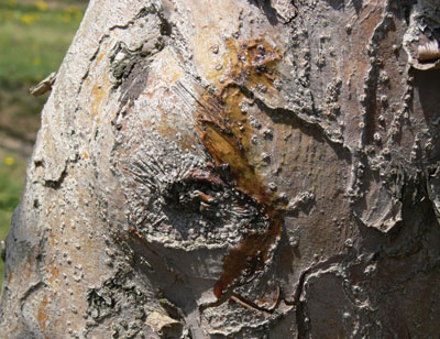 Figure 4-158. Fire blight canker becomes sunken with cracked margins with bacteria oozing out onto the surface of the canker
