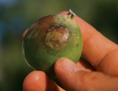Figure 4-159. Infected fruit first appear grey, green or water soaked