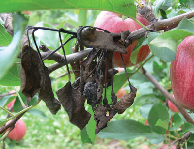Figure 5-160. Infected fruit become shriveled, dark brown, mummified and remain attached to the spur