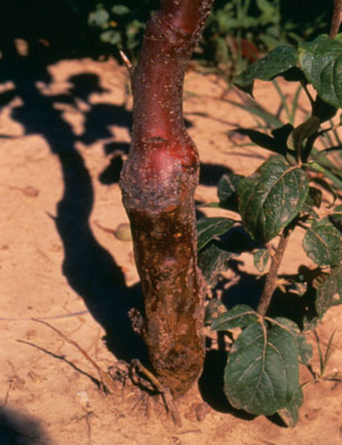 Figure 4-161. Rootstock blight often occurs at ground level just below the graft union in the rootstock part of the tree