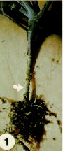 Tige noire sur un jeune plant de chou rouge