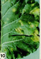 Early symptoms of downy mildew on broccoli leaf.