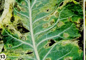 Alternaria leaf spots on cauliflower leaf.