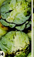 Alternaria spots on Brussels sprouts.