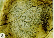 Pycnides (nodules noirs) de Phoma sur une feuille de chou pommé
