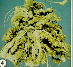 Clubroot of cabbage.