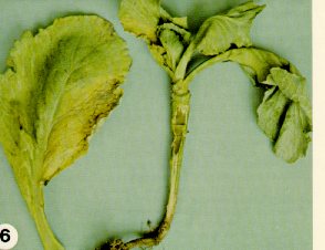 Plant and leaf of cabbage affected by Fusarium yellows.