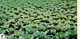 Cabbage field affected by Fusarium yellows.
