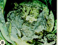 Sclerotinia blight on savoy cabbage.
