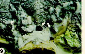 Sclérotes de Sclerotinia enchâssés dans la moisissure blanche