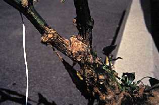 Chancres noirs dus à Fusarium solani, sur tige de plant de poivron.