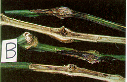 Coloration brun foncé des tissus externes et internes des tiges de plants de poivron provoquée par l'infection à Fusarium solani.