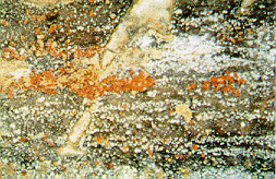 Sur tige de plant de poivron, organes de fructification de couleur orange pâle, les périthèces, qui représentent le stade sexué de Fusarium solani.