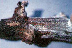 Figure 4. Note the presence of both the perfect stage containing perithecia and the imperfect stage witht he white cottony-like fungal growth on the pepper stem.