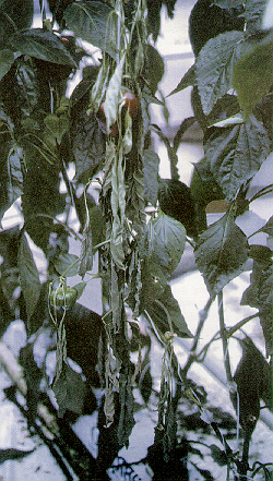 Figure 5. Pepper plant with wilting symptoms due to Fursarium solani.