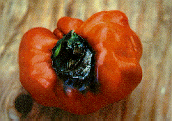 Figure 6. Black lesions around the calyx of the pepper fruit. 