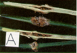 Figure 7. Les symptômes internes et externes causés sur la tige par Erwinia carotovora carotovora, une bactérie pathogène pour le poivron de serre, ressemblent aux symptômes provoqués par Fusarium solani.