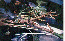 Figure 8. Chancre noir de la tige dû à Erwinia carotovora carotovora, sur plant de poivron de serre. À noter la similitude avec les chancres dus à Fusarium solani sur la figure 1.