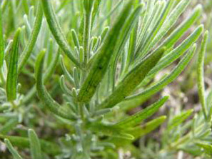 Damage to the leaves from garden fleahopper feeding. Leaves are now turning yellow.