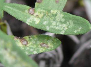 The whitish irregular spots in this photo are caused by garden fleahopper. The dark spots are from Septoria leaf spot.