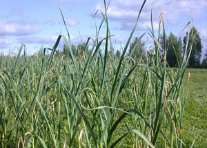 Figure 1. Hardneck garlic variety with scapes