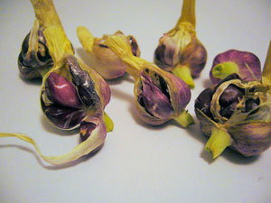 Figure 3. Asiatic garlic bulbil capsules. 