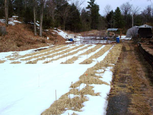 Figure 4. Garlic rows covered in straw mulch. 