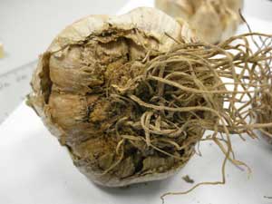 Figure 6. Fusarium basal plate rot of garlic bulb.