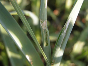 Figure 7. Leek moth damage on garlic leaves.