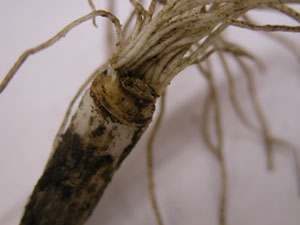 Figure 8. Underdeveloped garlic bulb; absence of roots on one side of basal plate is an indicator of stem and bulb nematode infection. 