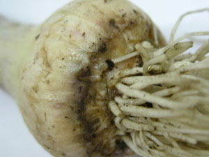 Figure 9. Rotting of basal plate due to stem and bulb nematode infection.