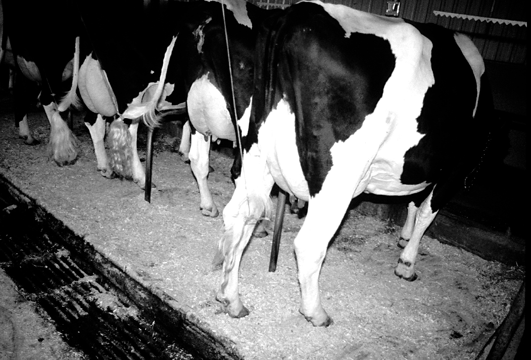 A grated-covered gravity gutter behind Holstein cows
