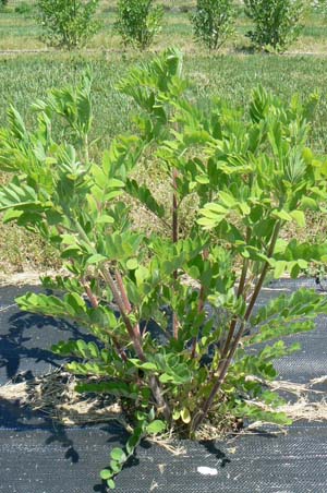 Milkvetch (Astragalus membranaceous)