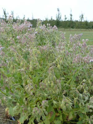 Borage (Borago officinalis)