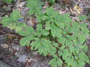 Blue cohosh (Caulophylum thalictroides)