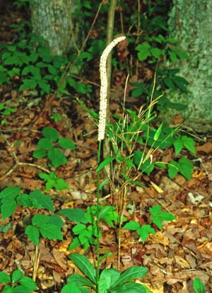 False unicorn (Chamaelirium luteum)