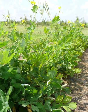 Celandine (Chelidonium majus)