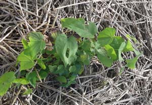 Wild yam (Dioscoria villosa)