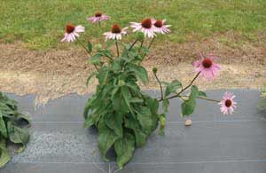 Purple coneflower (Echinacea purpurea)