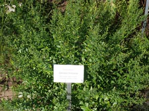 Dyer's broom (Genista tinctoria)