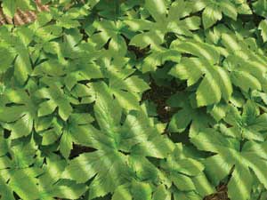 Goldenseal (Hydrastis canadensis)