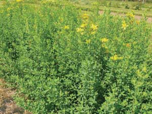 St. John's wort (Hypericum perforatum)