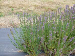 Hyssop (Hyssopus officinalis)