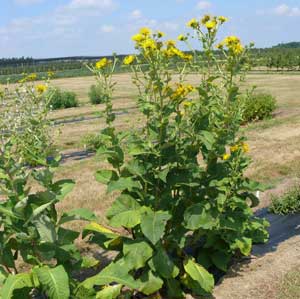 Elecampane (Inula helenium)