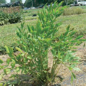 Lovage (Levisticum officinale)