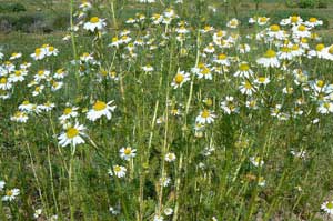 German chamomile (Matricaria recutita)