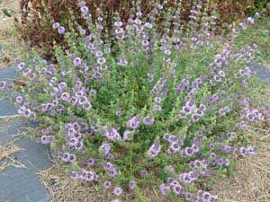 Pennyroyal (Mentha pulegium)