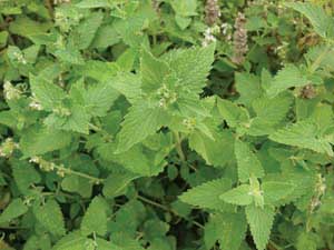 Catnip (Nepeta cataria) 