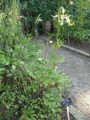 Black cohosh (Actaea racemosa (syn. Cimicifuga racemosa))