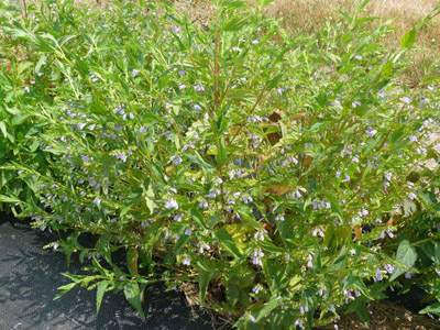 Skullcap (Scutellaria laterifolia)